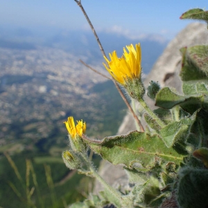 Photographie n°2126640 du taxon Hieracium pilosum Schleich. ex Froël. [1838]