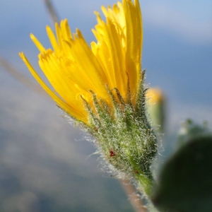 Photographie n°2126644 du taxon Hieracium pilosum Schleich. ex Froël. [1838]