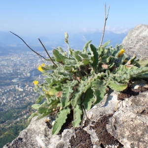 Photographie n°2126645 du taxon Hieracium pilosum Schleich. ex Froël. [1838]