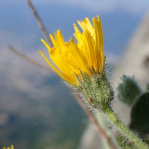  - Hieracium pilosum Schleich. ex Froël. [1838]