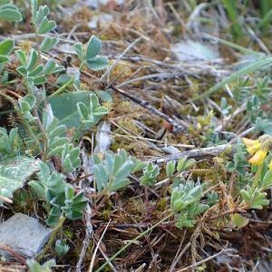 Photographie n°2126669 du taxon Hippocrepis comosa L. [1753]