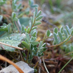 Photographie n°2126674 du taxon Hippocrepis comosa L. [1753]