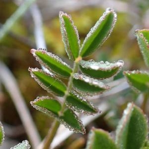 Photographie n°2126676 du taxon Hippocrepis comosa L. [1753]