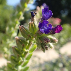 Photographie n°2128451 du taxon Anchusa officinalis L. [1753]