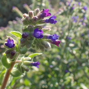 Photographie n°2128454 du taxon Anchusa officinalis L. [1753]