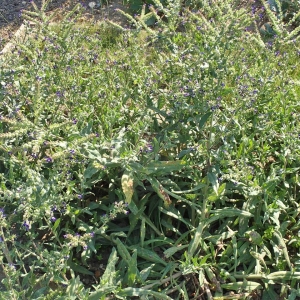 Photographie n°2128455 du taxon Anchusa officinalis L. [1753]