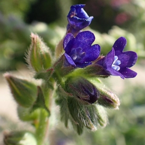 Photographie n°2128456 du taxon Anchusa officinalis L. [1753]