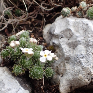 Photographie n°2128466 du taxon Androsace villosa L. [1753]