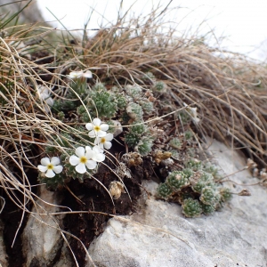 Photographie n°2128467 du taxon Androsace villosa L. [1753]