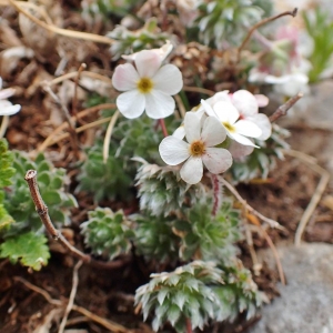 Photographie n°2128477 du taxon Androsace villosa L. [1753]