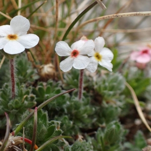 Photographie n°2128480 du taxon Androsace villosa L. [1753]