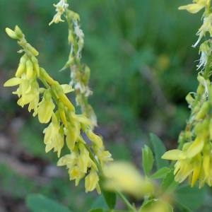 Photographie n°2131450 du taxon Melilotus officinalis Willd. [1809]