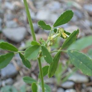 Photographie n°2131451 du taxon Melilotus officinalis Willd. [1809]