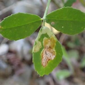 Photographie n°2131452 du taxon Melilotus officinalis Willd. [1809]