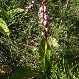 Photographie n°2131571 du taxon Himantoglossum robertianum (Loisel.) P.Delforge [1999]