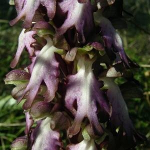 Photographie n°2131572 du taxon Himantoglossum robertianum (Loisel.) P.Delforge [1999]