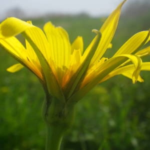 Photographie n°2131580 du taxon Tragopogon pratensis L. [1753]