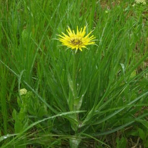 Photographie n°2131583 du taxon Tragopogon dubius Scop. [1772]