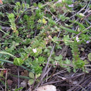 Photographie n°2131597 du taxon Sherardia arvensis L. [1753]