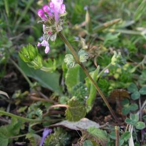 Photographie n°2131598 du taxon Lamium amplexicaule L. [1753]