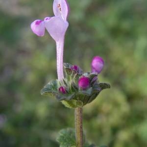 Photographie n°2131599 du taxon Lamium amplexicaule L. [1753]