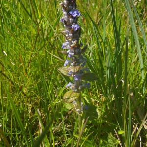 Photographie n°2131601 du taxon Ajuga reptans L. [1753]