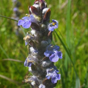 Photographie n°2131603 du taxon Ajuga reptans L. [1753]