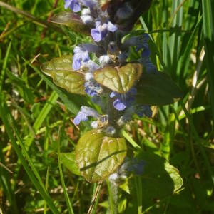 Photographie n°2131604 du taxon Ajuga reptans L. [1753]