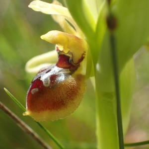 Photographie n°2131606 du taxon Ophrys virescens Philippe [1859]