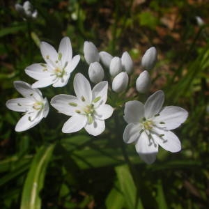 Photographie n°2131650 du taxon Allium neapolitanum Cirillo [1788]