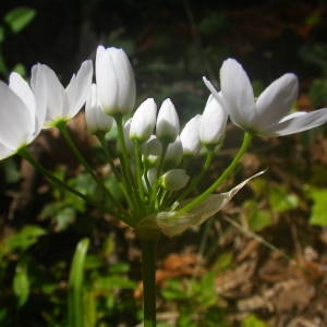 Photographie n°2131651 du taxon Allium neapolitanum Cirillo [1788]