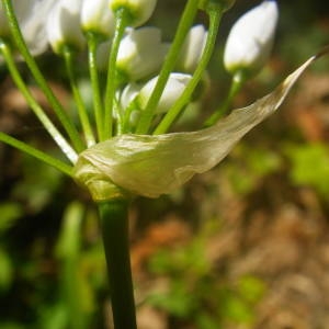 Photographie n°2131652 du taxon Allium neapolitanum Cirillo [1788]