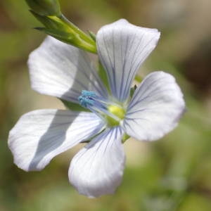 Photographie n°2131668 du taxon Linum usitatissimum L. [1753]