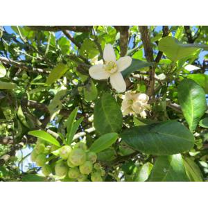 Citrus ×paradisi Macfad. (Pomelo)