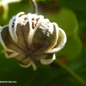 Photographie n°2131827 du taxon Aristolochia altissima Desf. [1799]