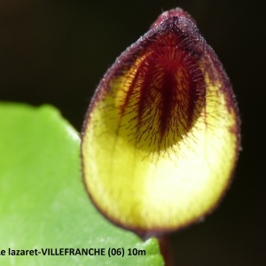  - Aristolochia altissima Desf. [1799]