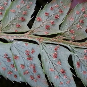 Photographie n°2131858 du taxon Polystichum aculeatum (L.) Roth [1799]