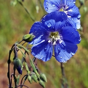 Photographie n°2131908 du taxon Linum leonii F.W.Schultz [1838]