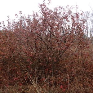 Photographie n°2131928 du taxon Euonymus europaeus L. [1753]