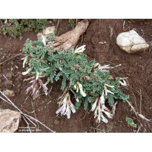 Astragalus chlorocyaneus Boiss. & Reut.