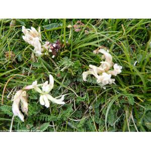Astragalus monspessulanus subsp. gypsophilus Rouy
