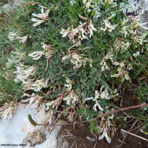 Photographie n°2131972 du taxon Astragalus monspessulanus subsp. gypsophilus Rouy