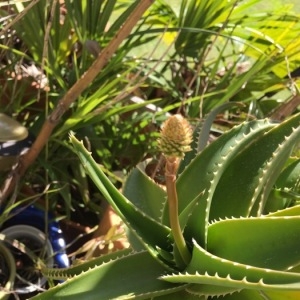  - Aloe arborescens Mill.