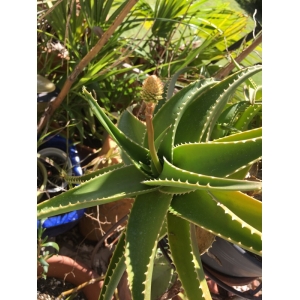 Aloe arborescens var. milleri A. Berger (Candelabra aloe)