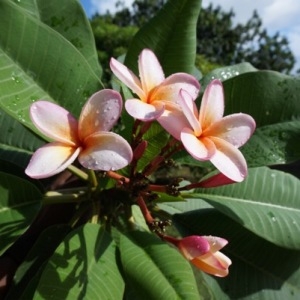  - Plumeria rubra L.