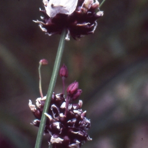 Photographie n°2132073 du taxon Allium scorodoprasum L. [1753]