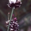  Liliane Roubaudi - Allium scorodoprasum L. [1753]