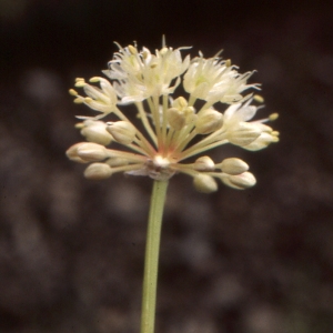 Photographie n°2132075 du taxon Allium victorialis L. [1753]