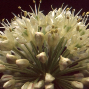 Photographie n°2132077 du taxon Allium victorialis L. [1753]