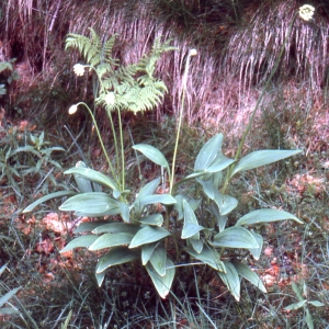 Photographie n°2132078 du taxon Allium victorialis L. [1753]